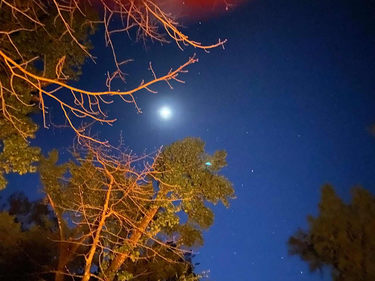 Moonlit Avenue