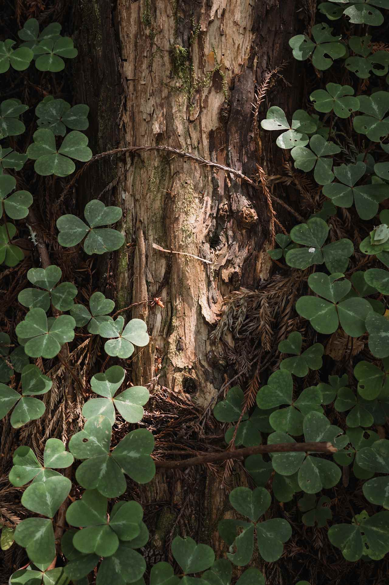 lovely greenery 