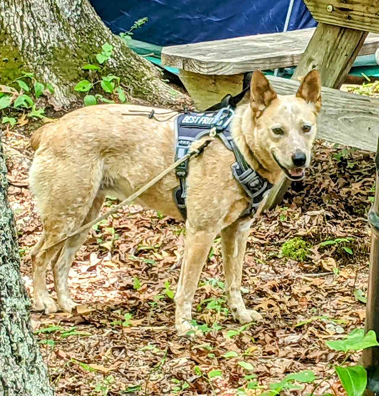 Backyard Warriors
