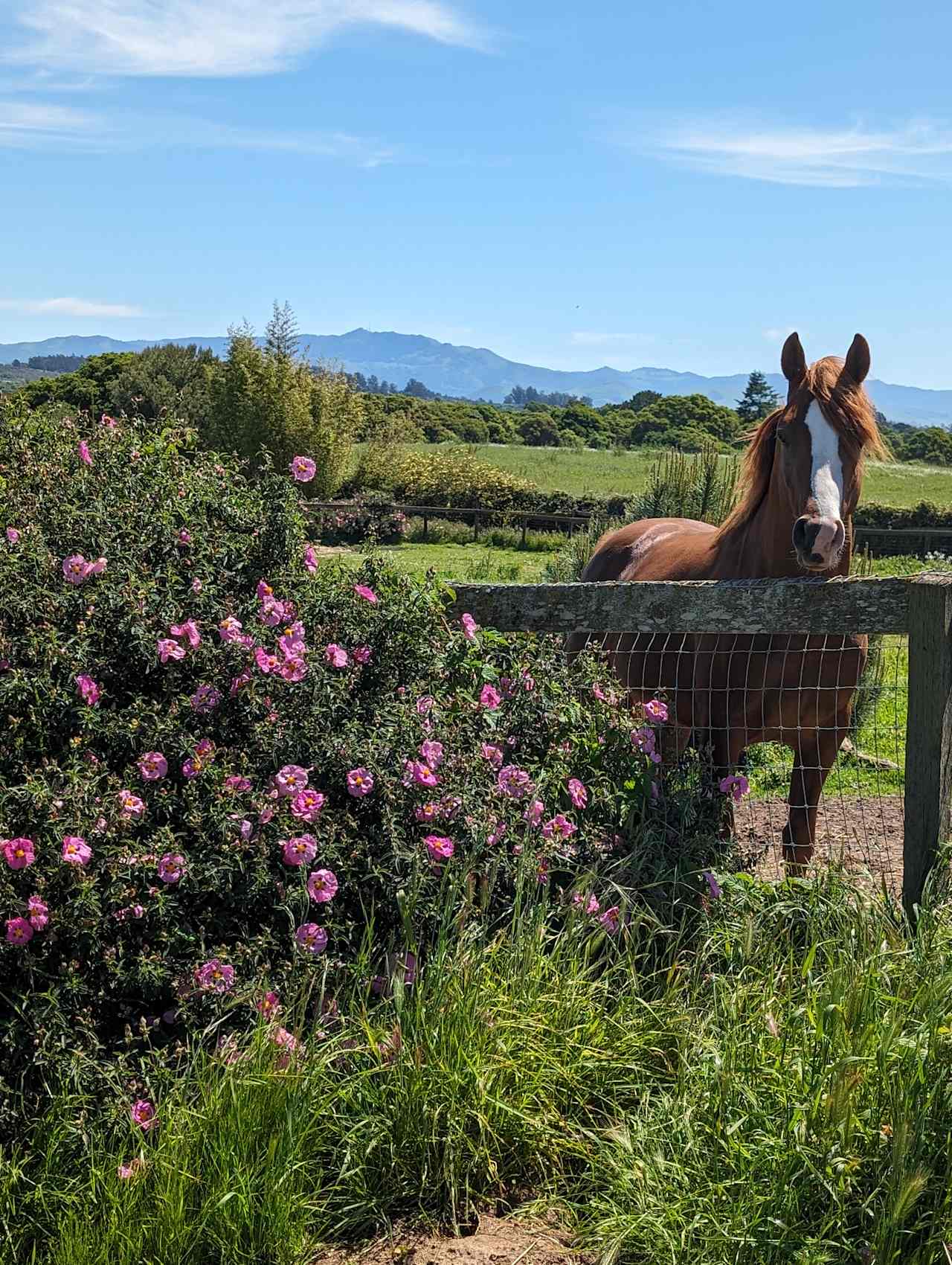 Glynnsong Farms