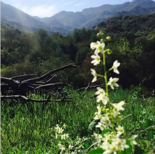 Topanga Oasis