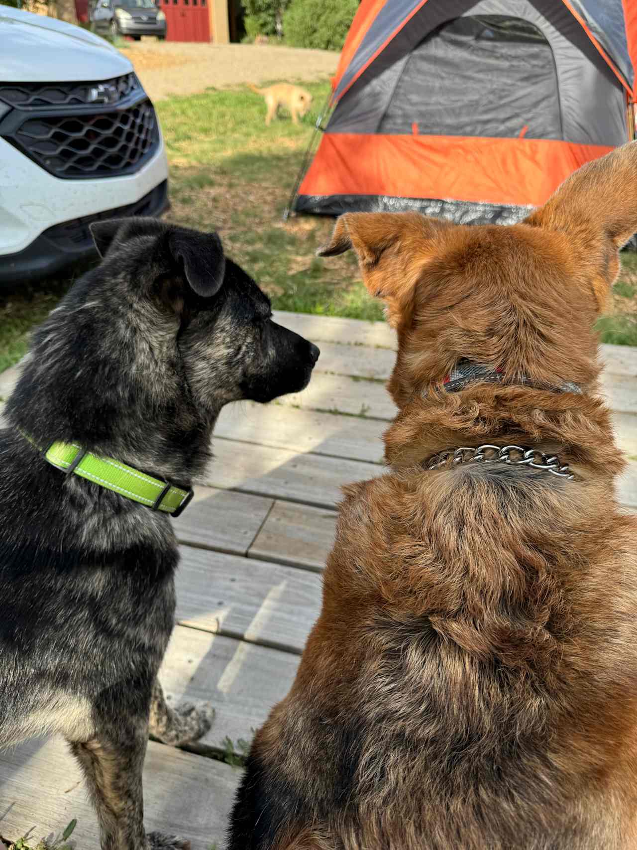 Resident pup on the left. Super friendly! This is Mountain View Dos. 