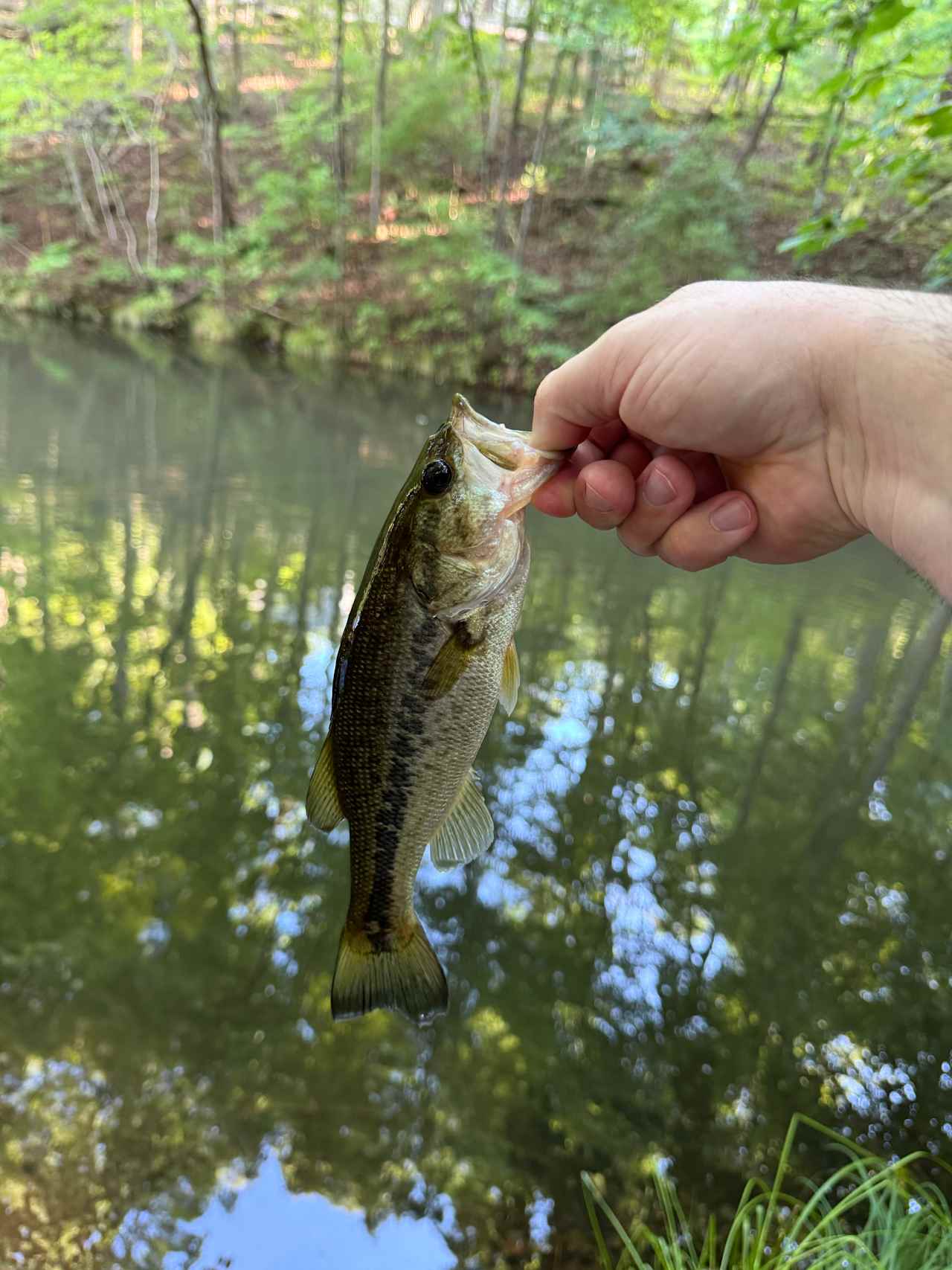 Wooded Camping at Pond