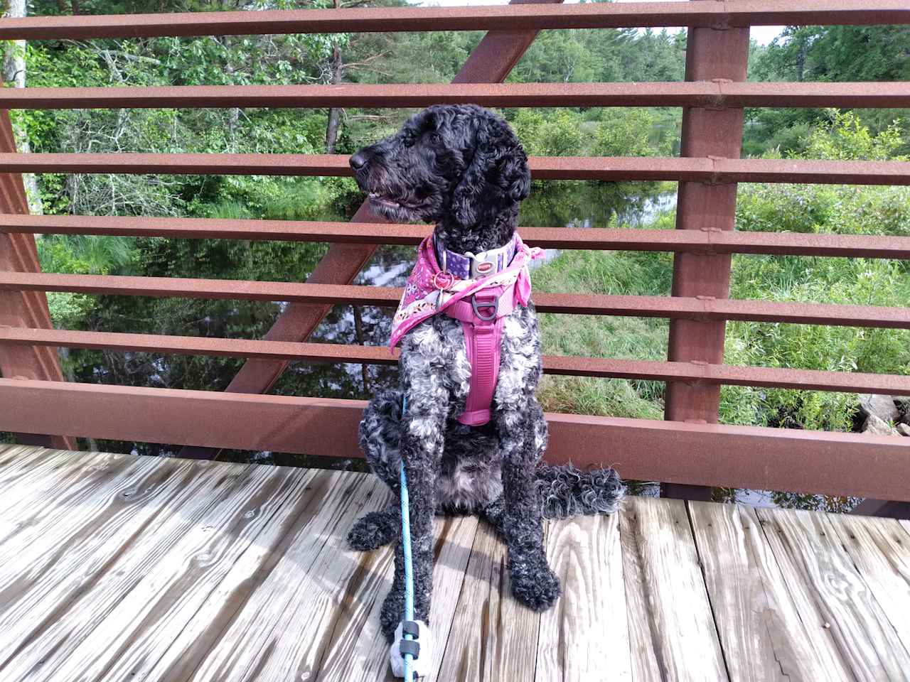 Lola taking in the sounds of the creek, on this beautiful bridge, next to our campsite. 