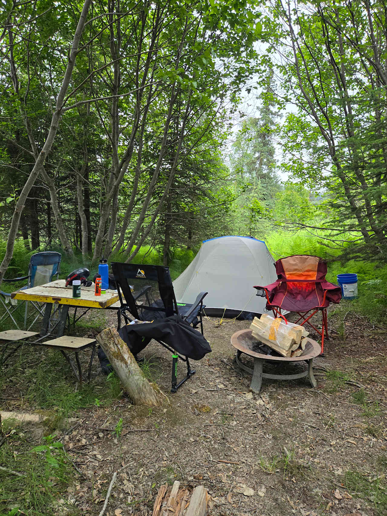 Boreal forest