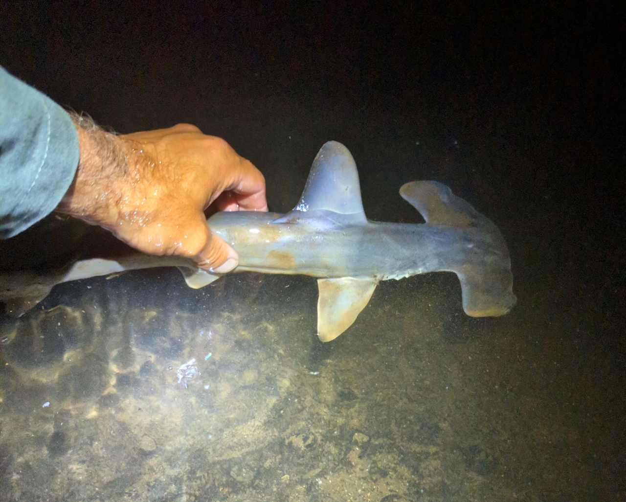 Baby hammerhead (safely released)