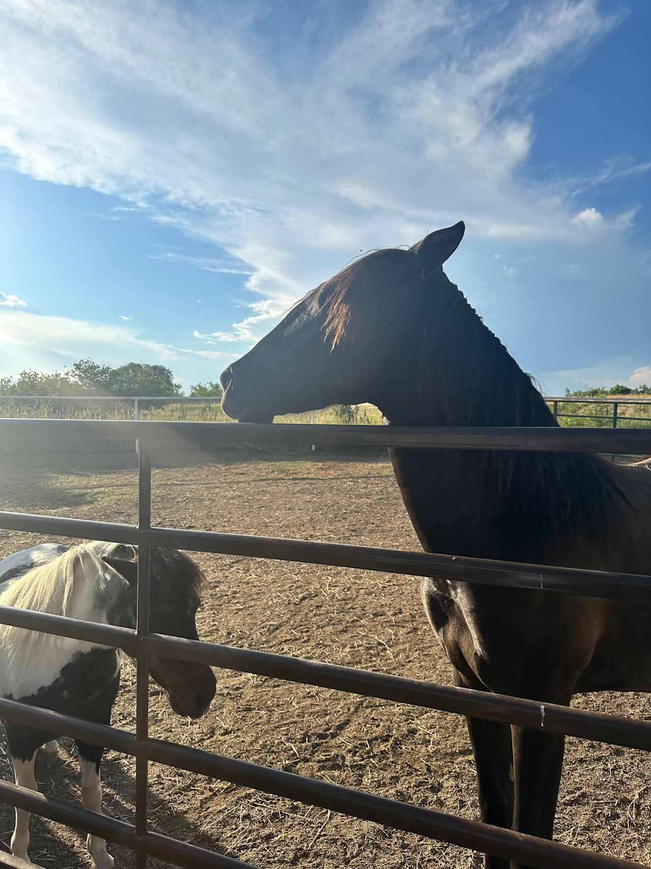 Friendly farm animals 