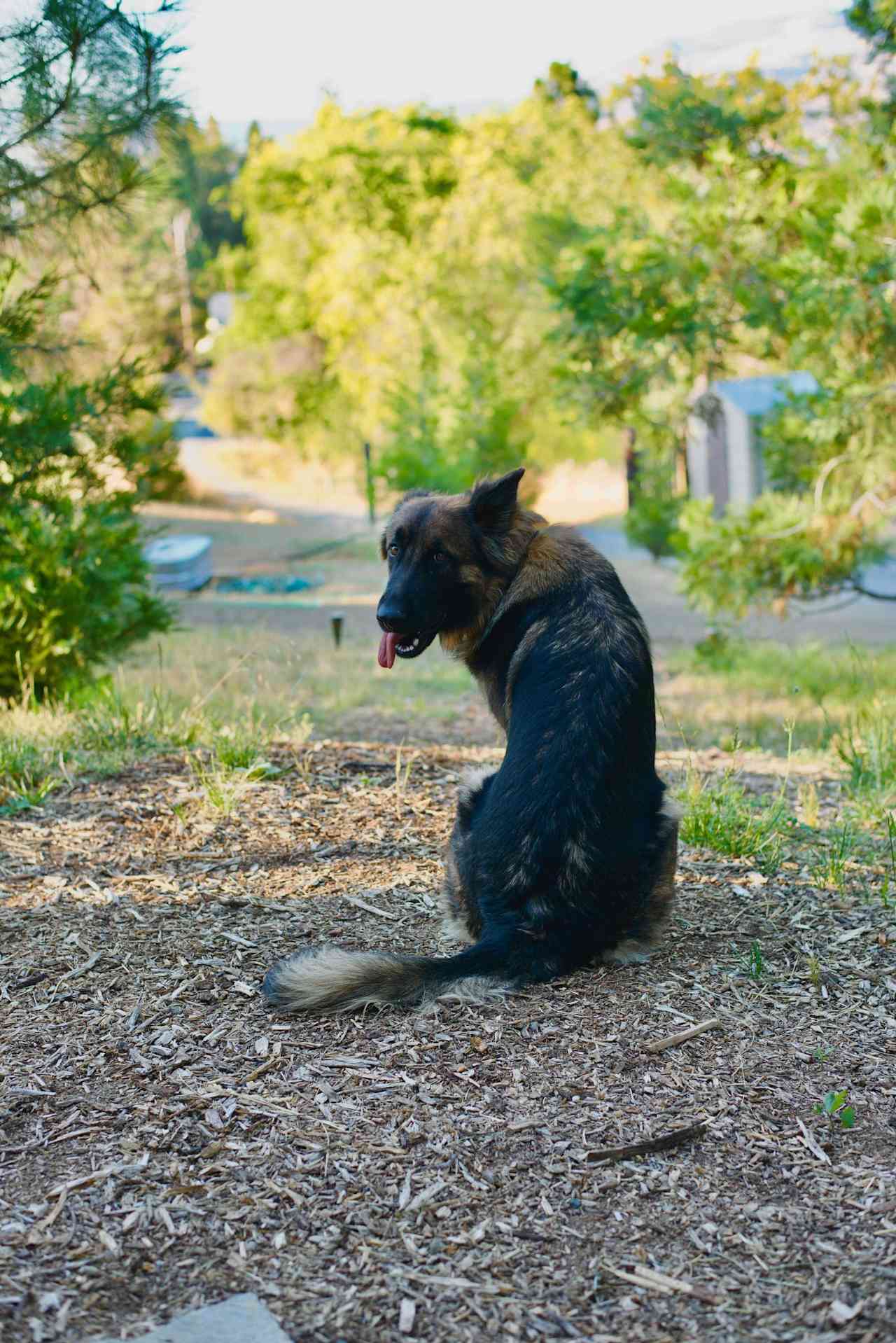 Howling Acres Ranch