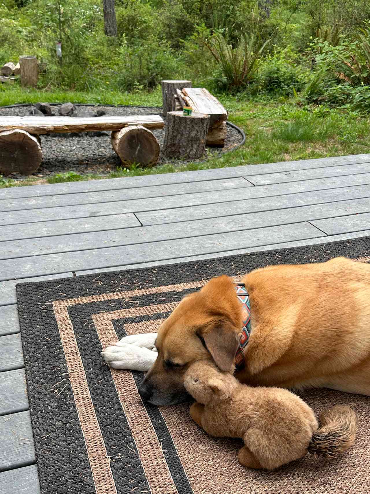 Peaceful pup on deck