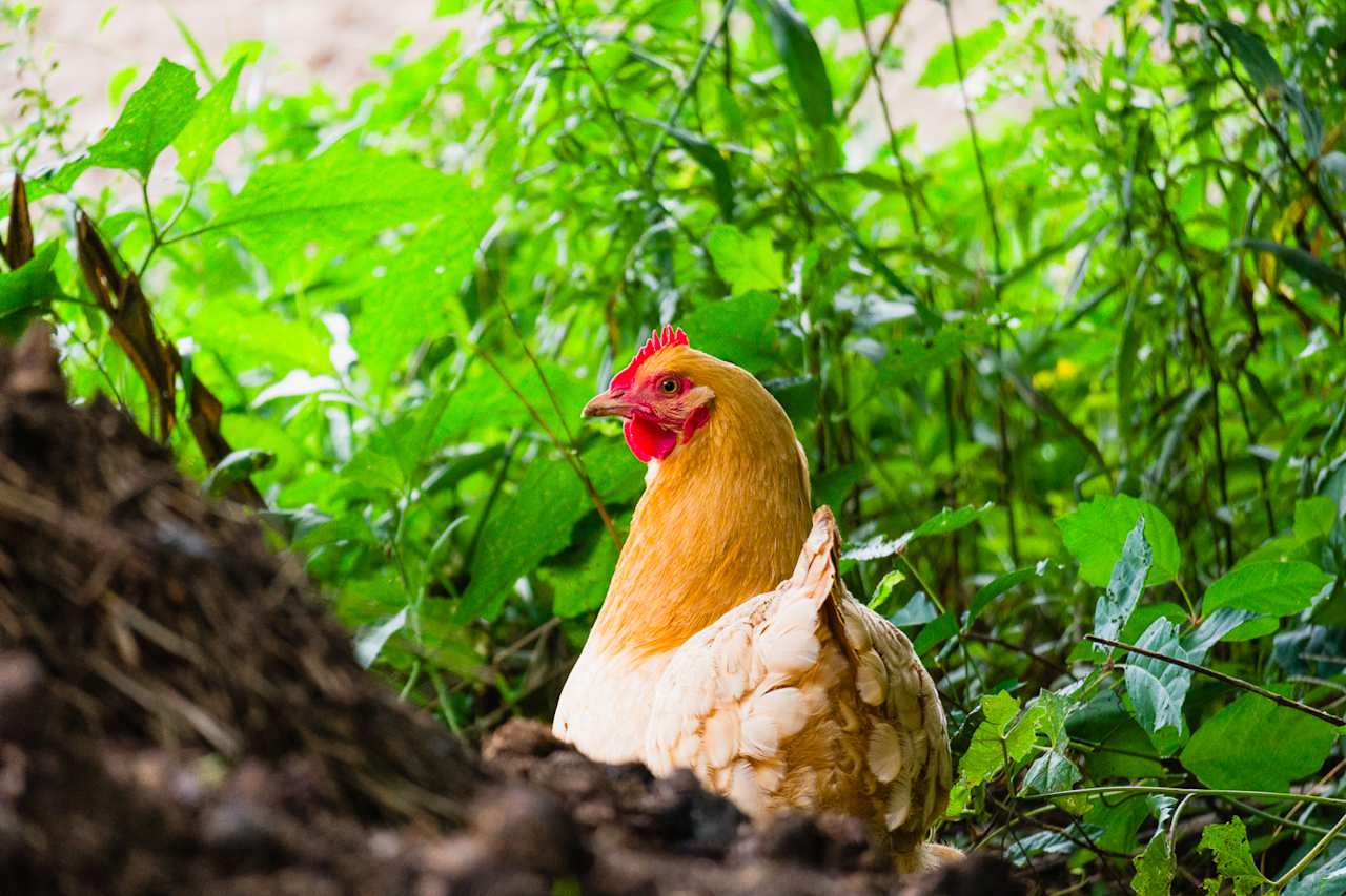 Chickens roaming the property