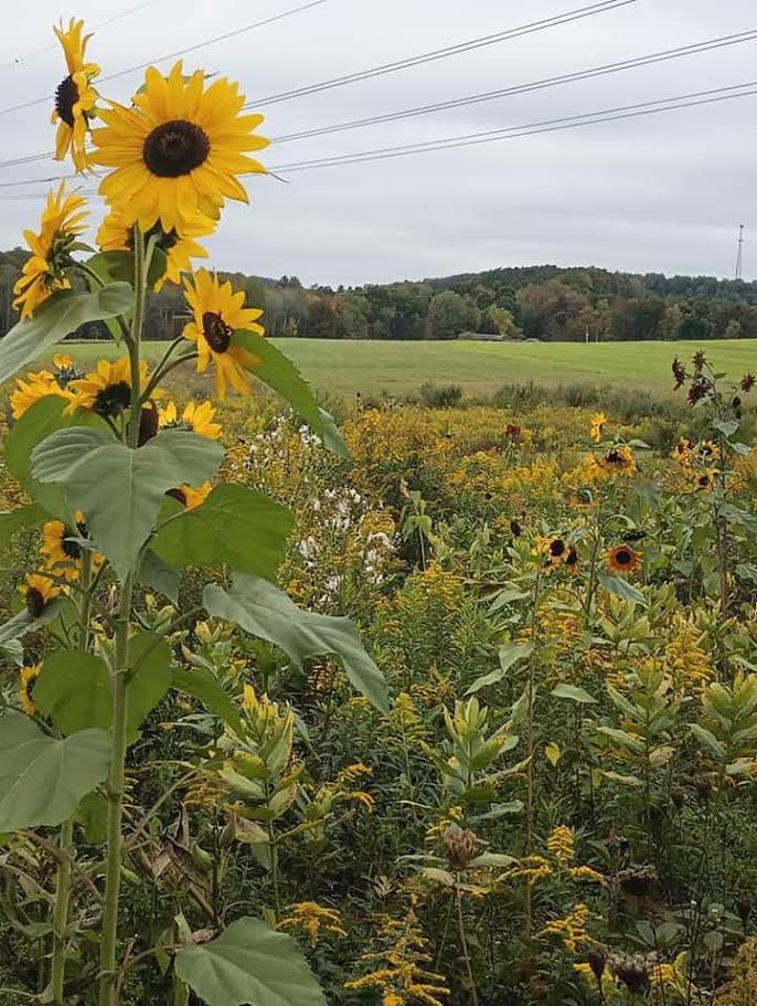 Fernwood Farmstead & Disc-Golf