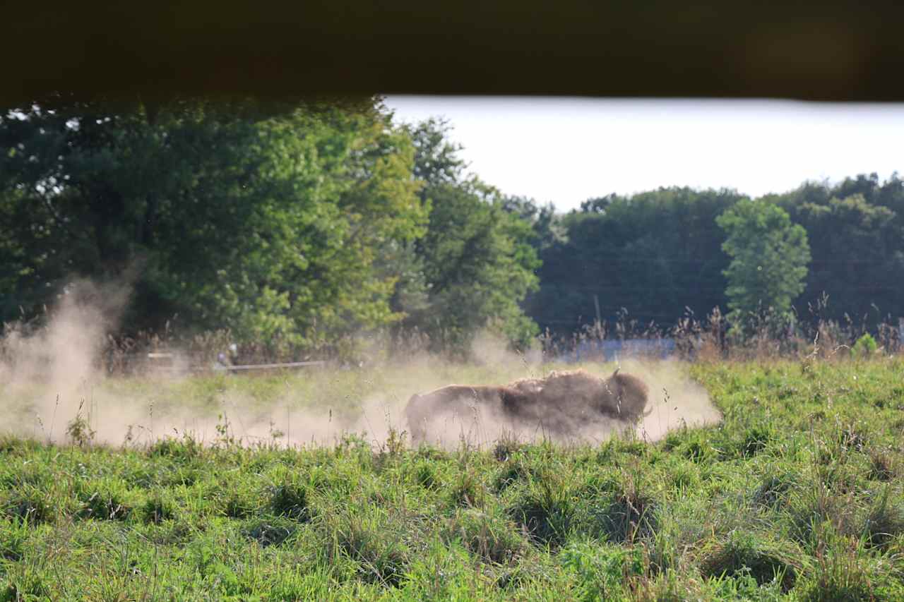 Bracy Gold Bison Ranch