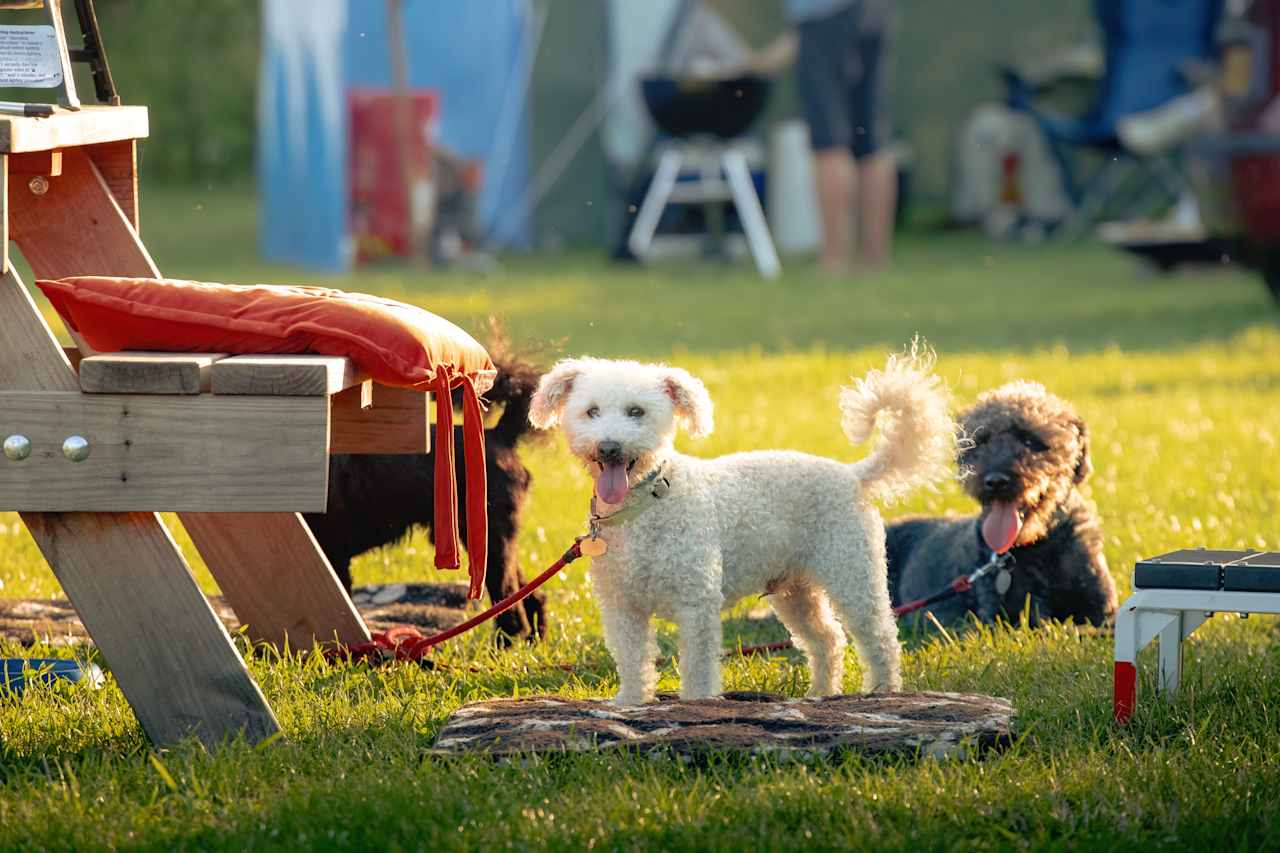 Friendly neighbours with pets in tow.