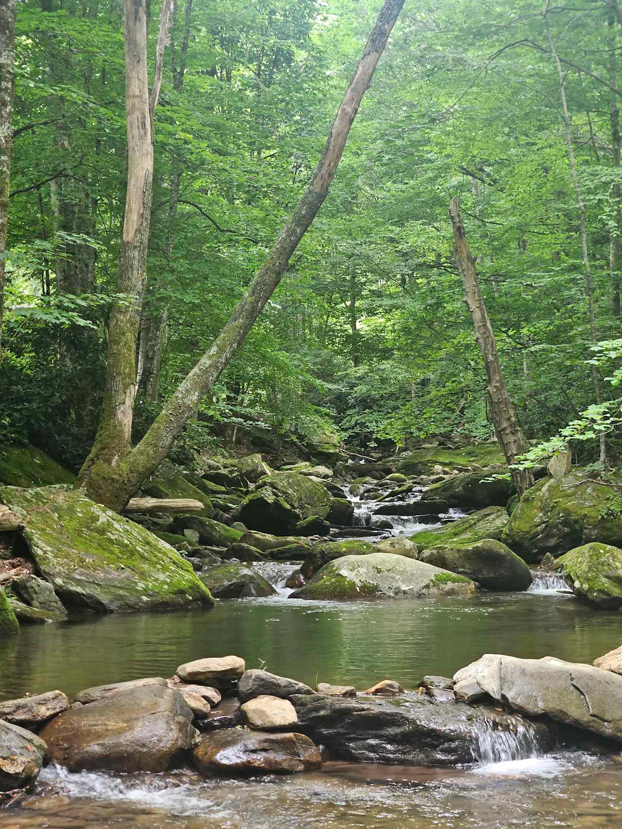 Mandala Springs