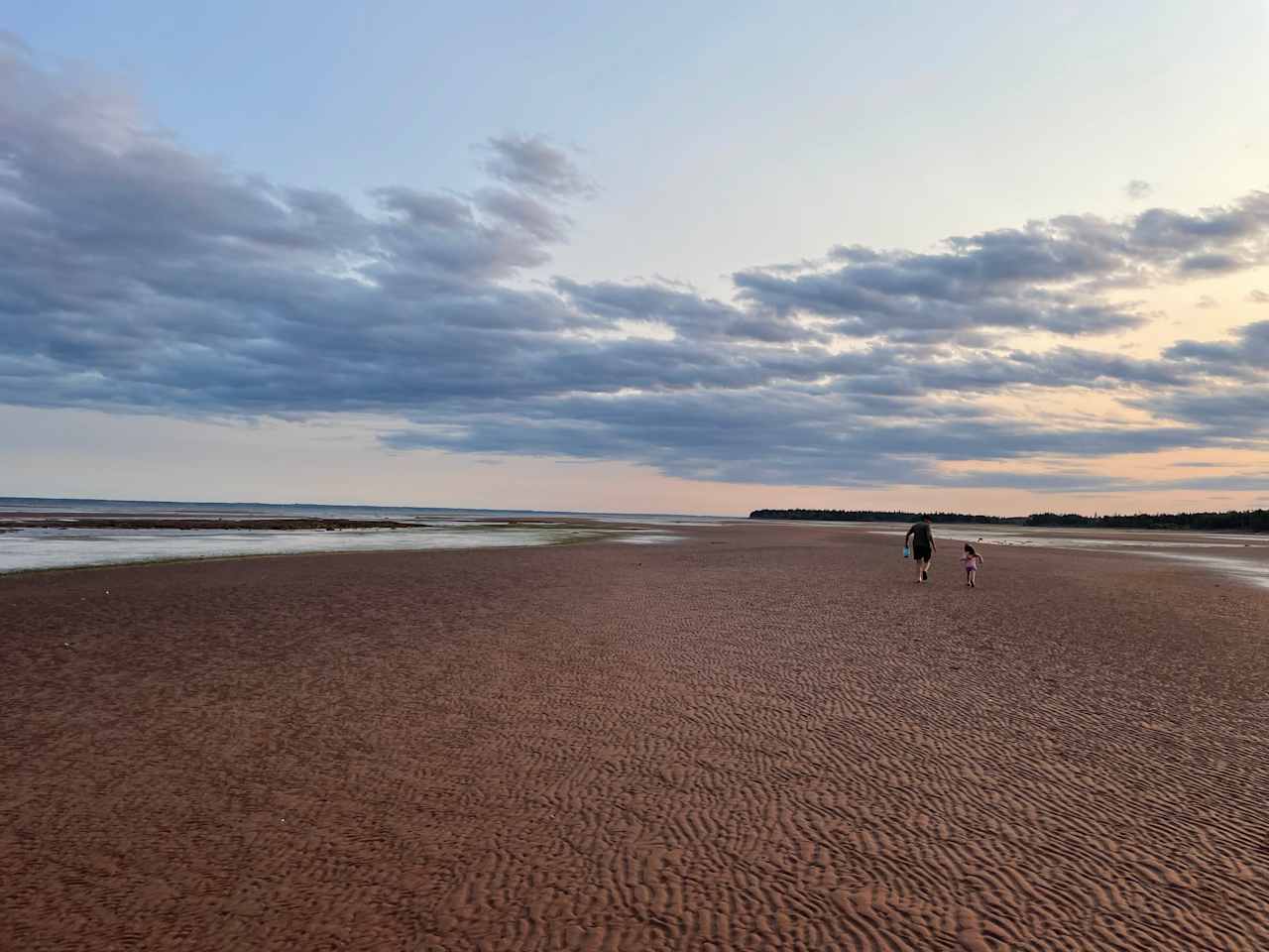 Beach and Forest