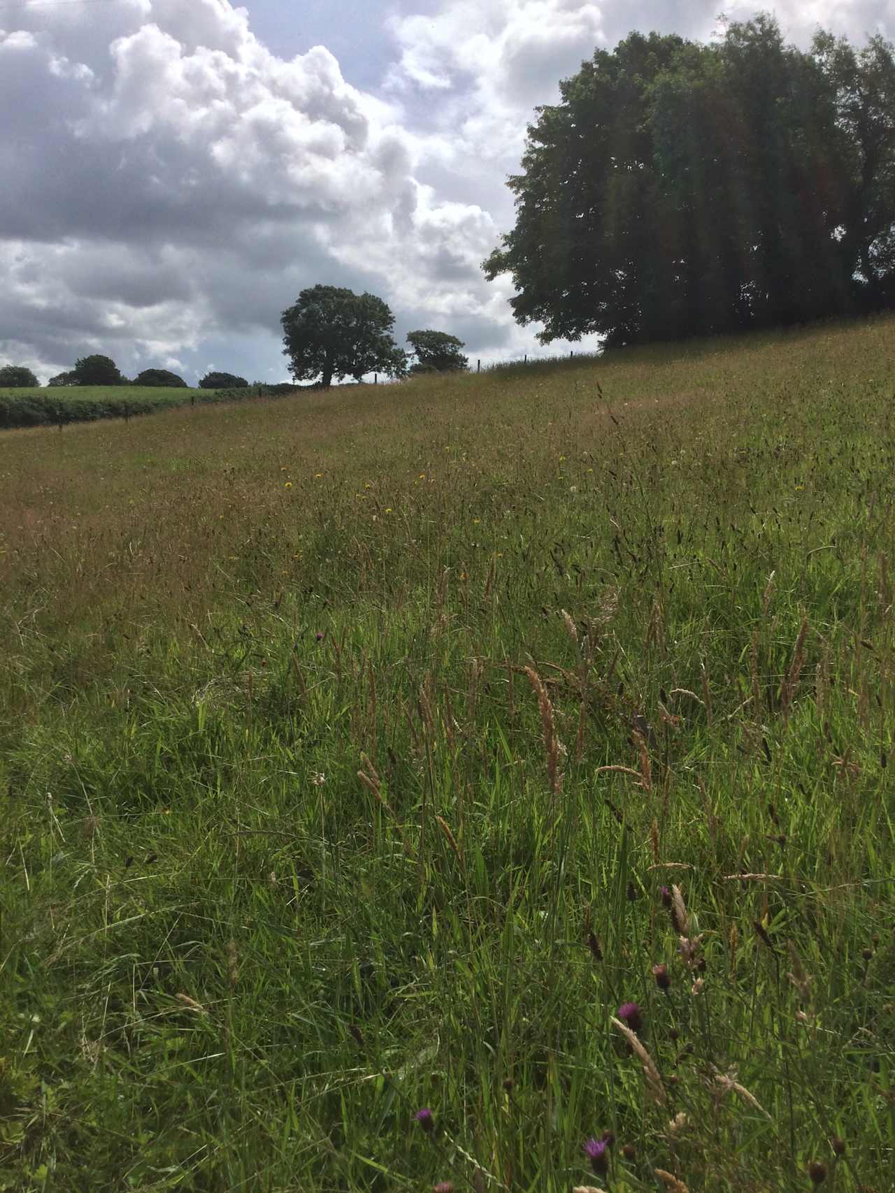 Top Field + High Woodland