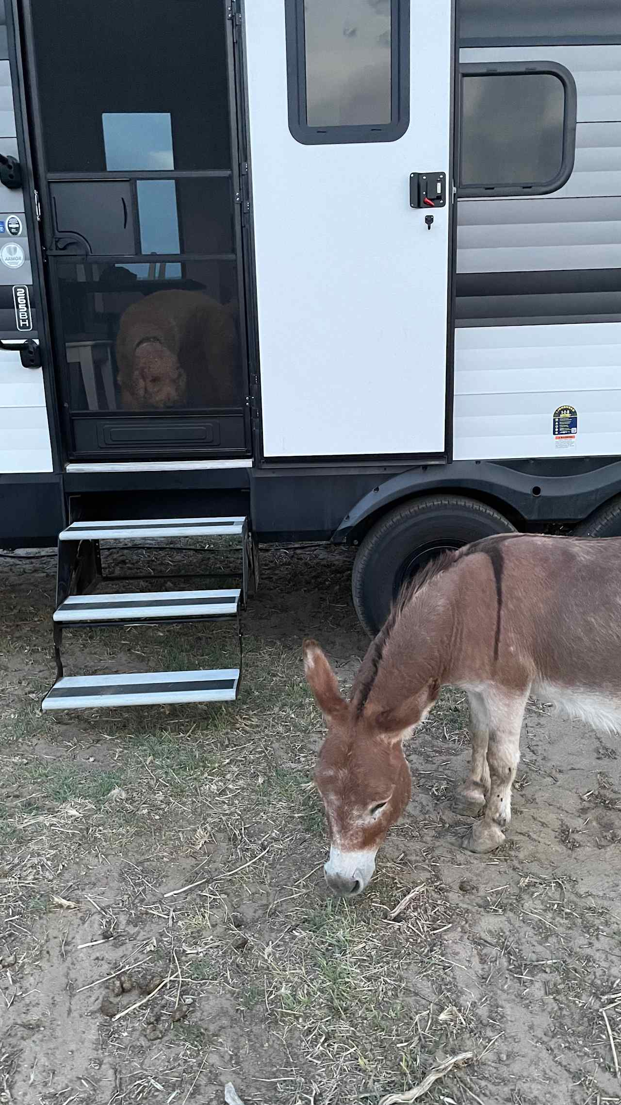 Cloud Peak Llama and alpaca ranch