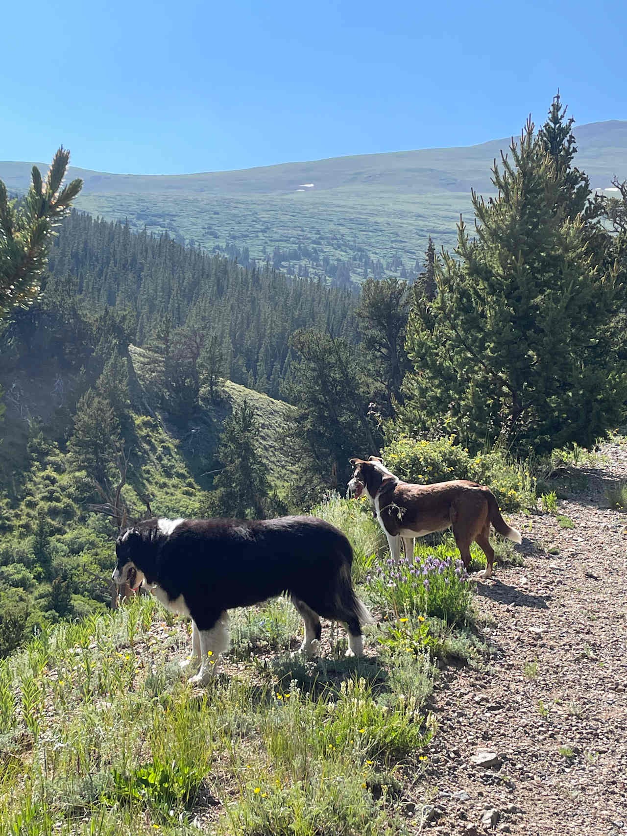 Bristlecone Camp Breckenridge