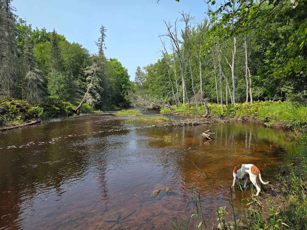 Forest Overlooking River