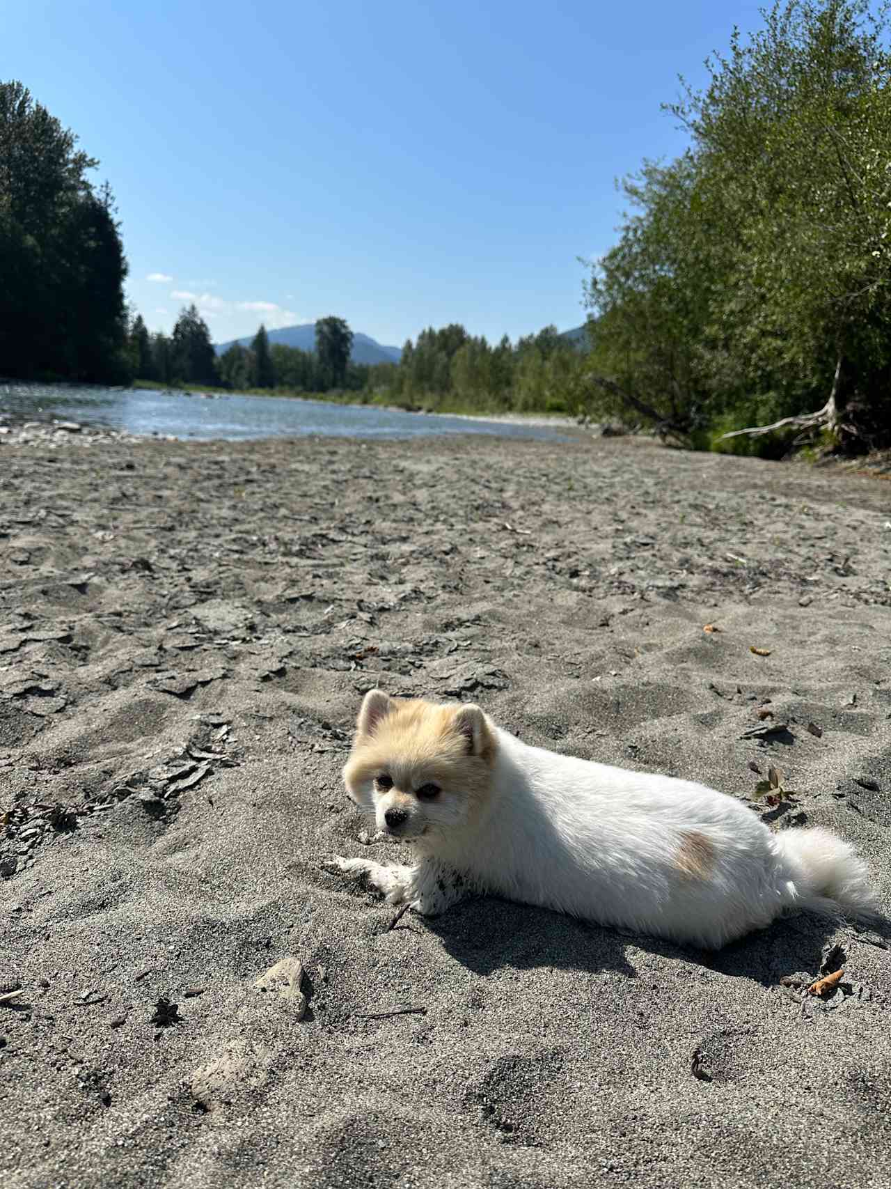 Groot enjoying the sand n sun! 