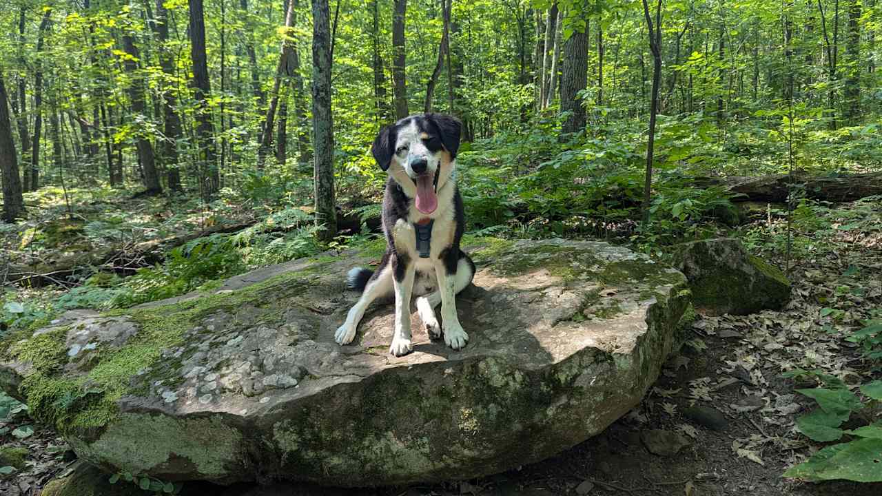 Dog on the Rock (Banning SP)