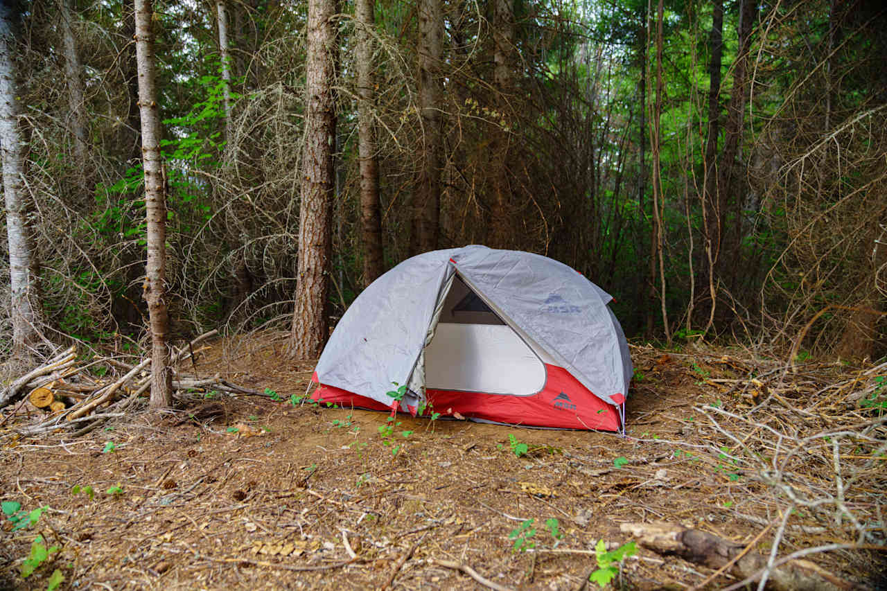 Surrounded by the forest!