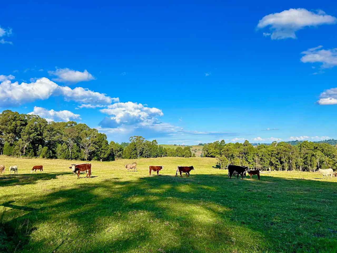 Bimbi Farm