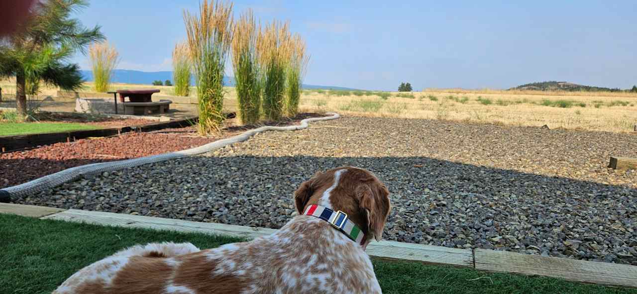 Indiana Bones surveys the prairie