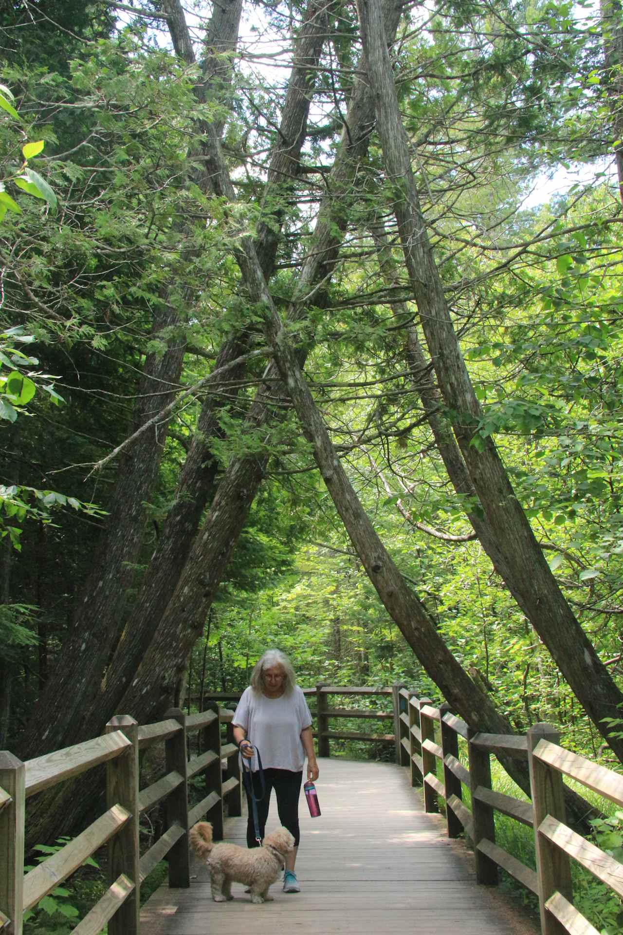 Island trail at Tahquamenon Falls