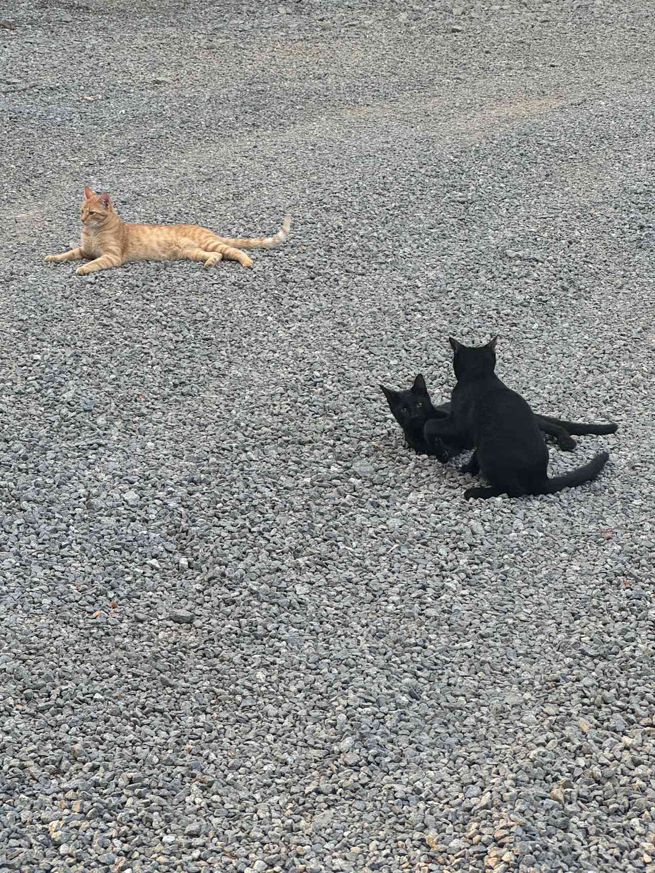 Sweet welcoming kitty crew