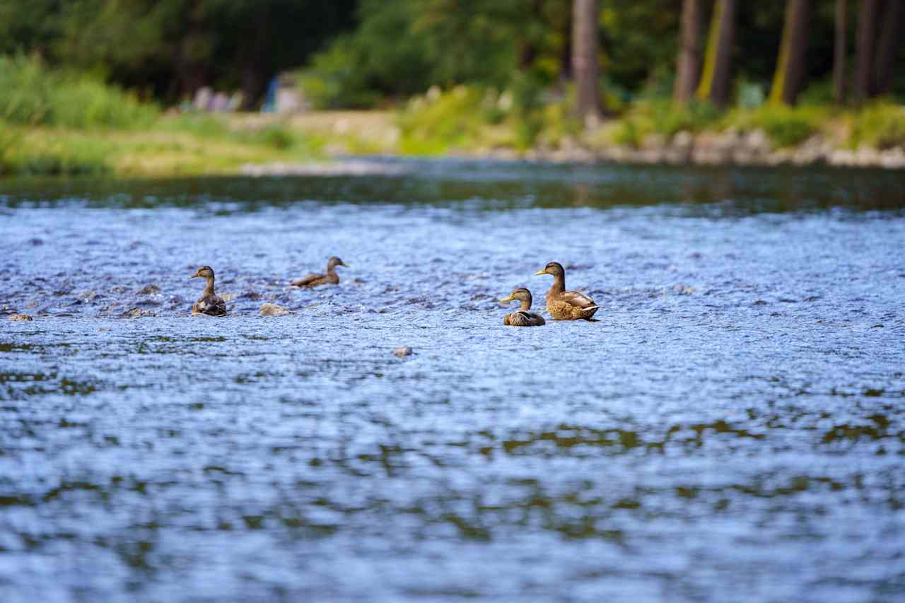 Resident family that I watched during my stay!