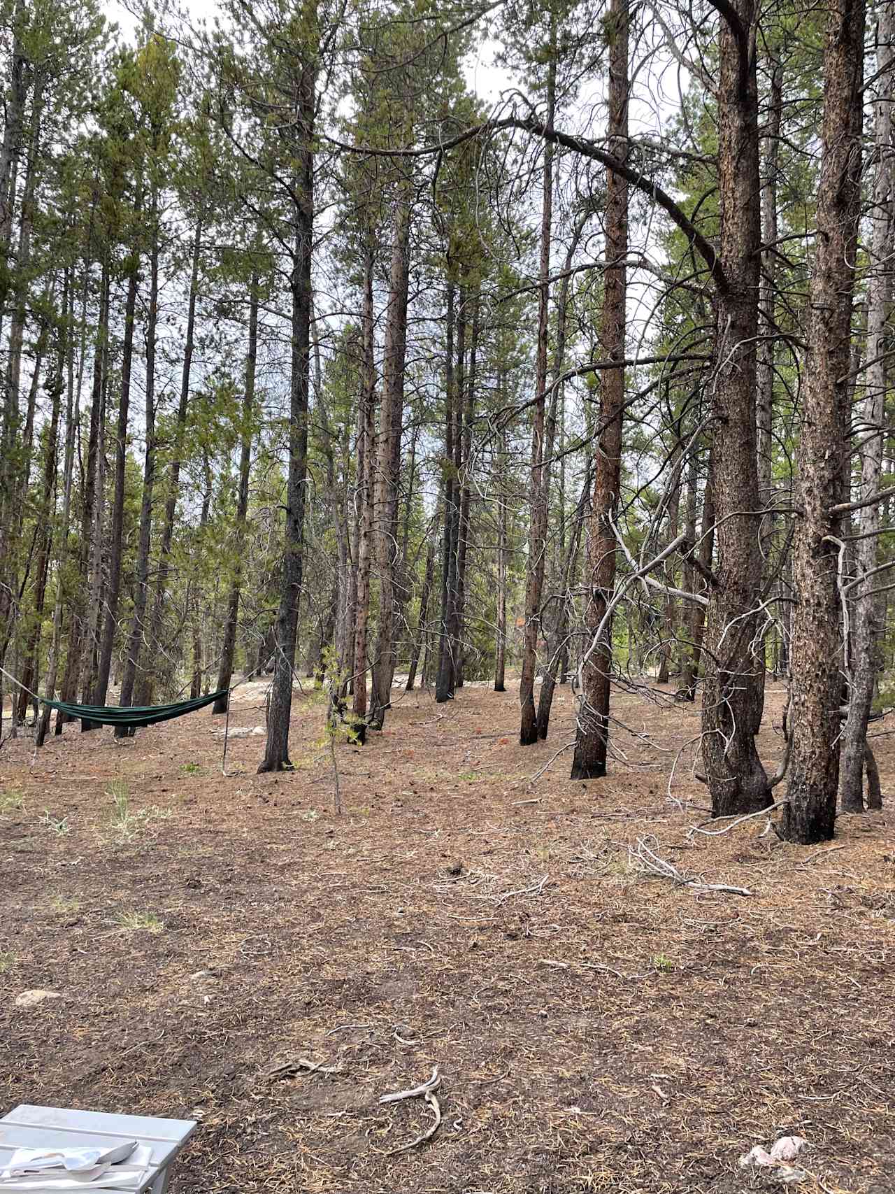 Nice tress and flat tent spots