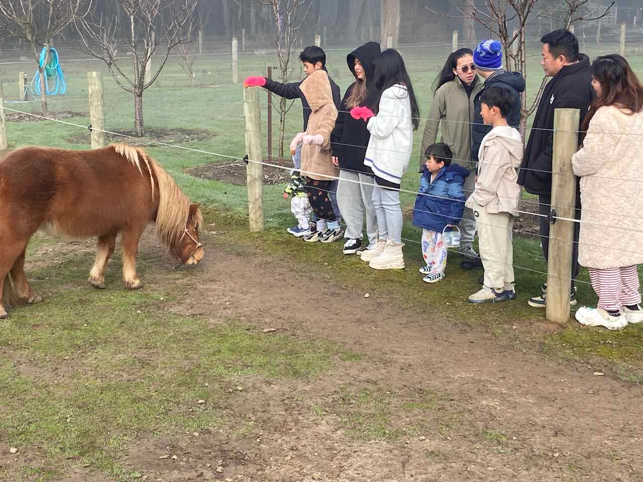 Minh's beautiful family feeding Peaches the pony at the Galea Ranch. 