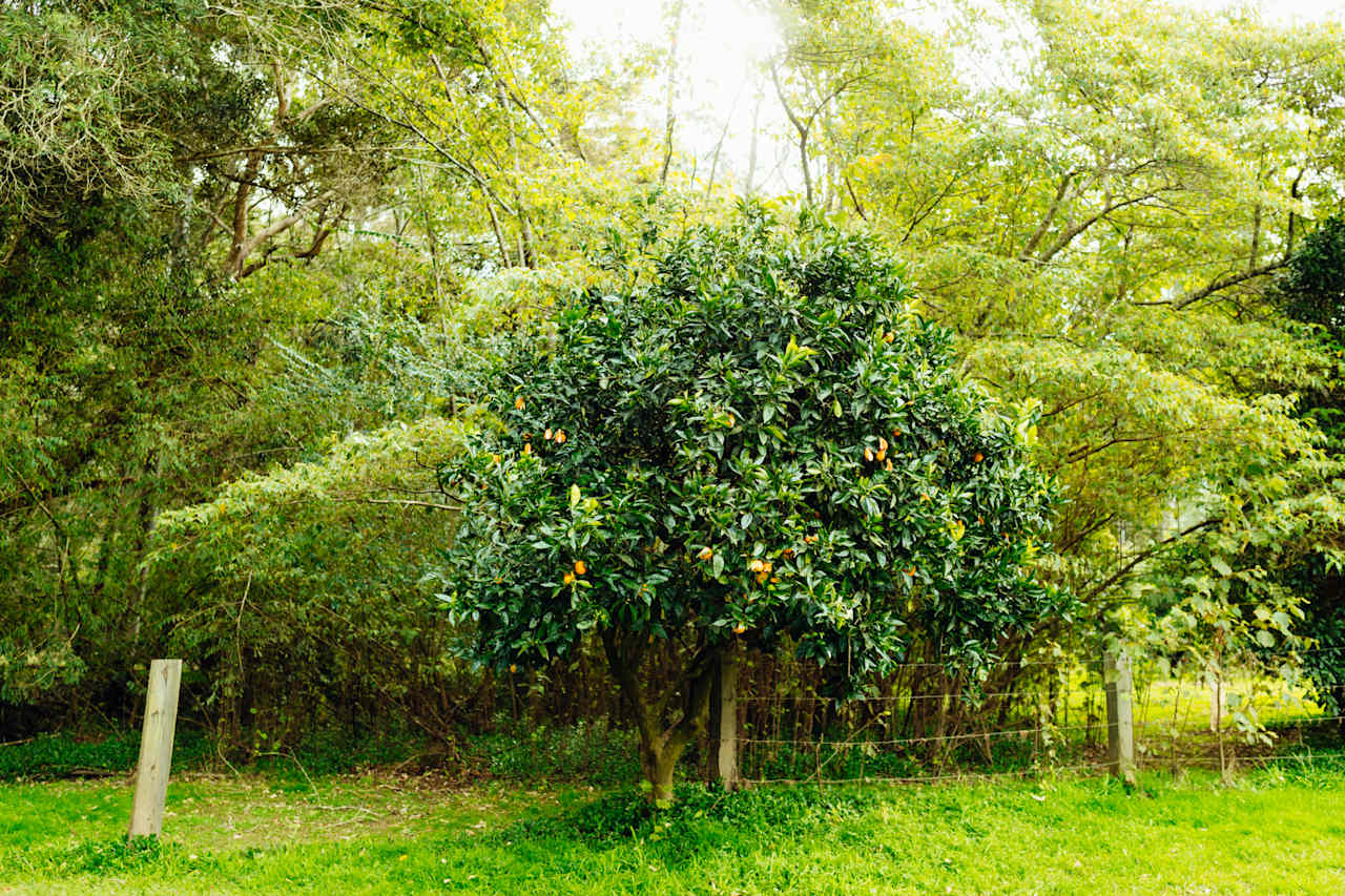 Flora on the property