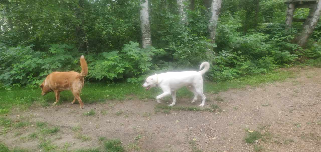 Piper and my dog Harley