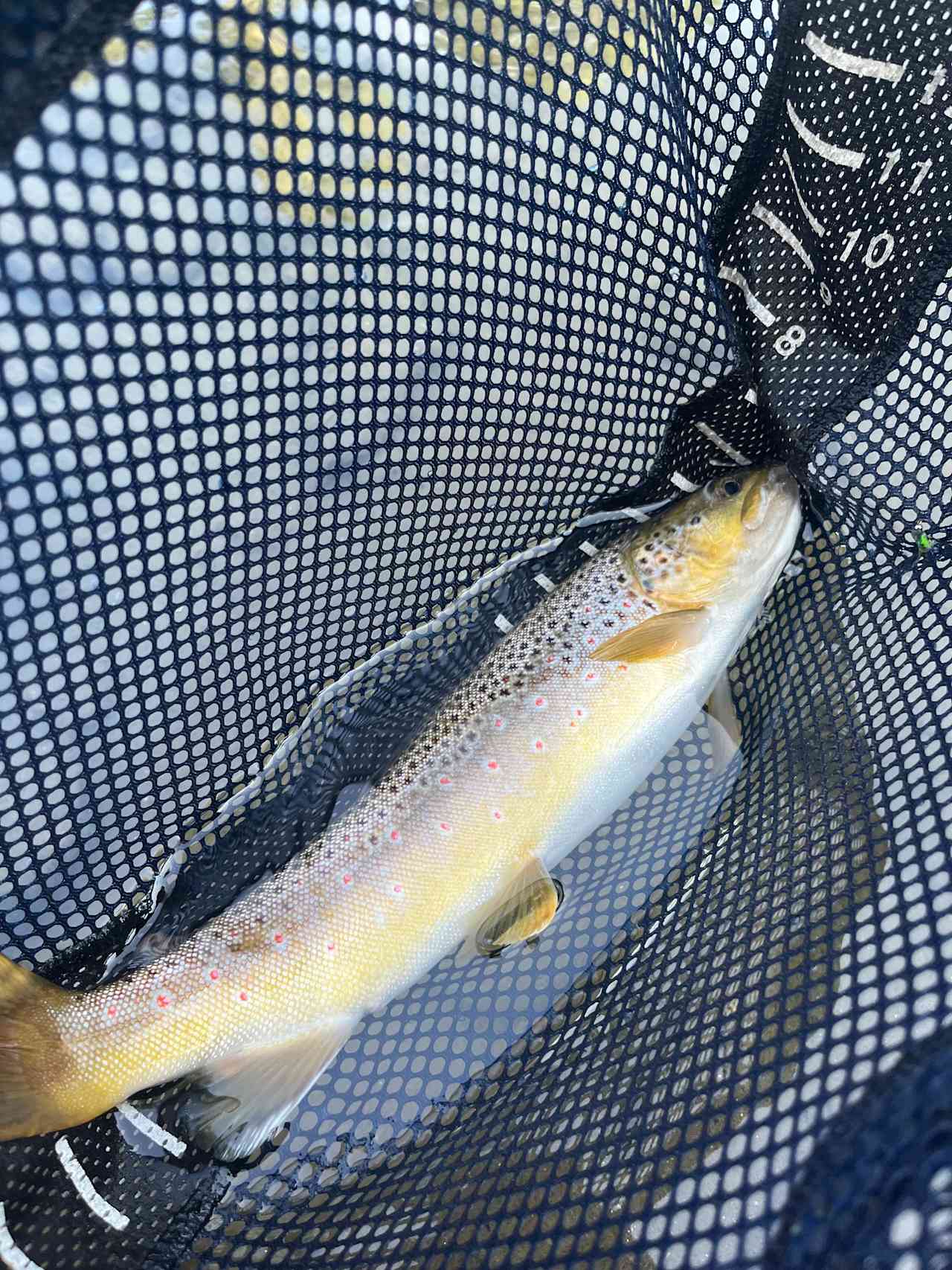 18 inch brown trout caught at the site.