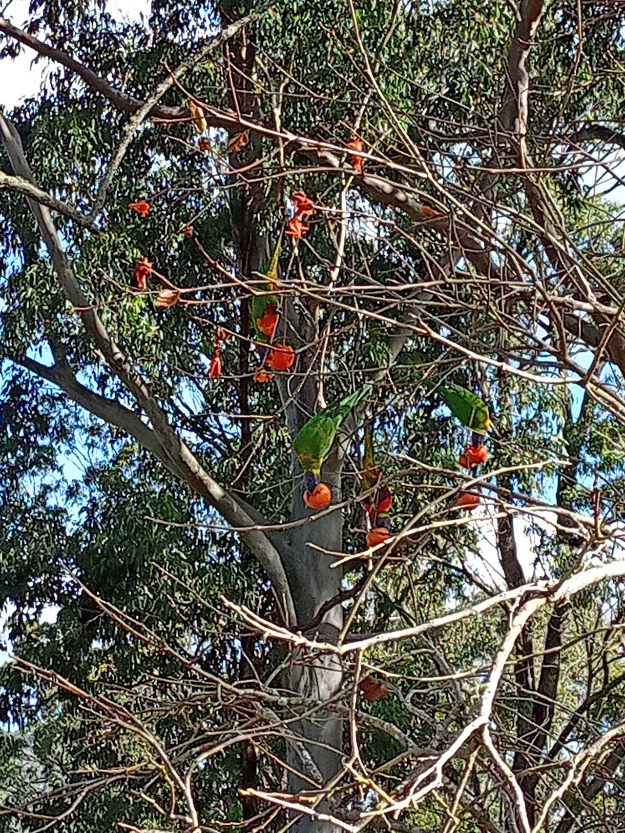 Rainbow Lorikeets feasting on fresh fruit.