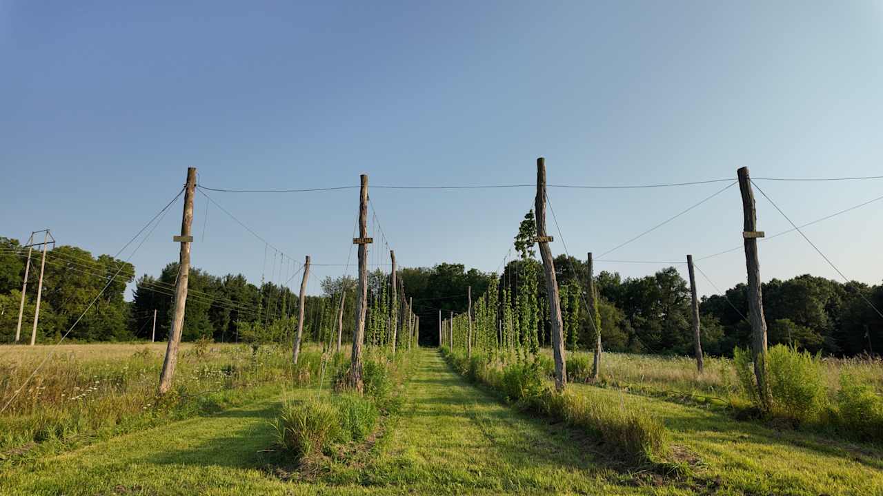 Brick Chapel Hops