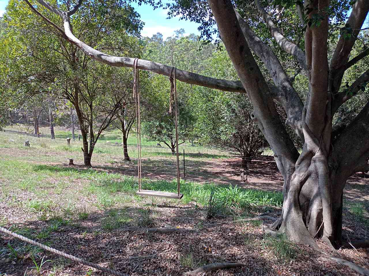 Rope swing at Shed 5.