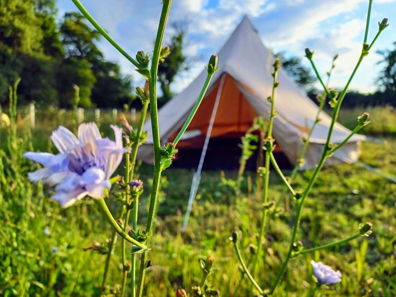 Secluded Woodland Camp