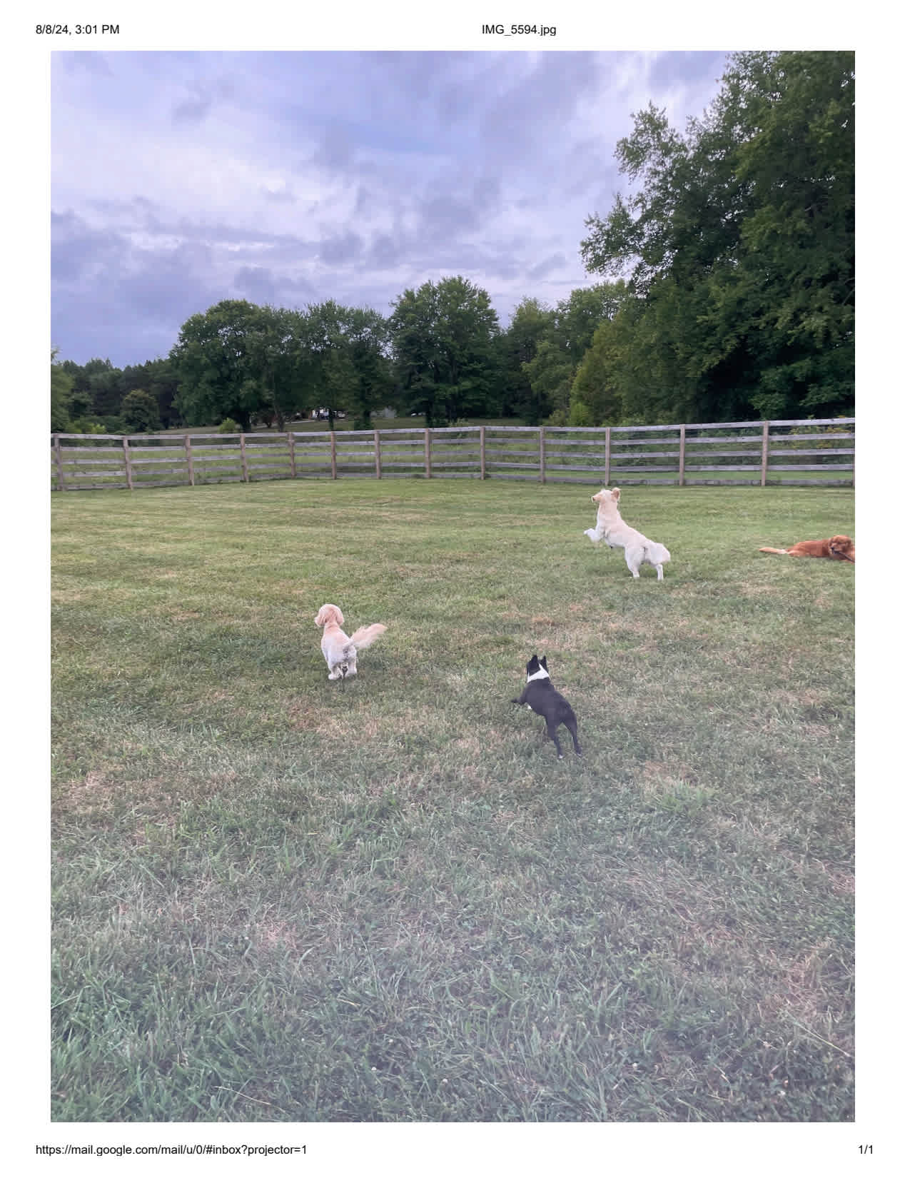 Stewart's Corner - Pet friendly!