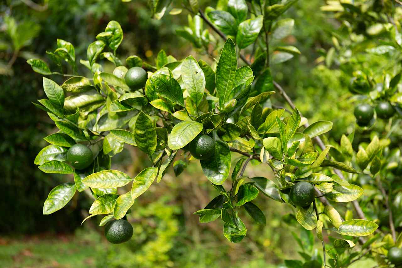 Hawai'i Roots and Branches Farm