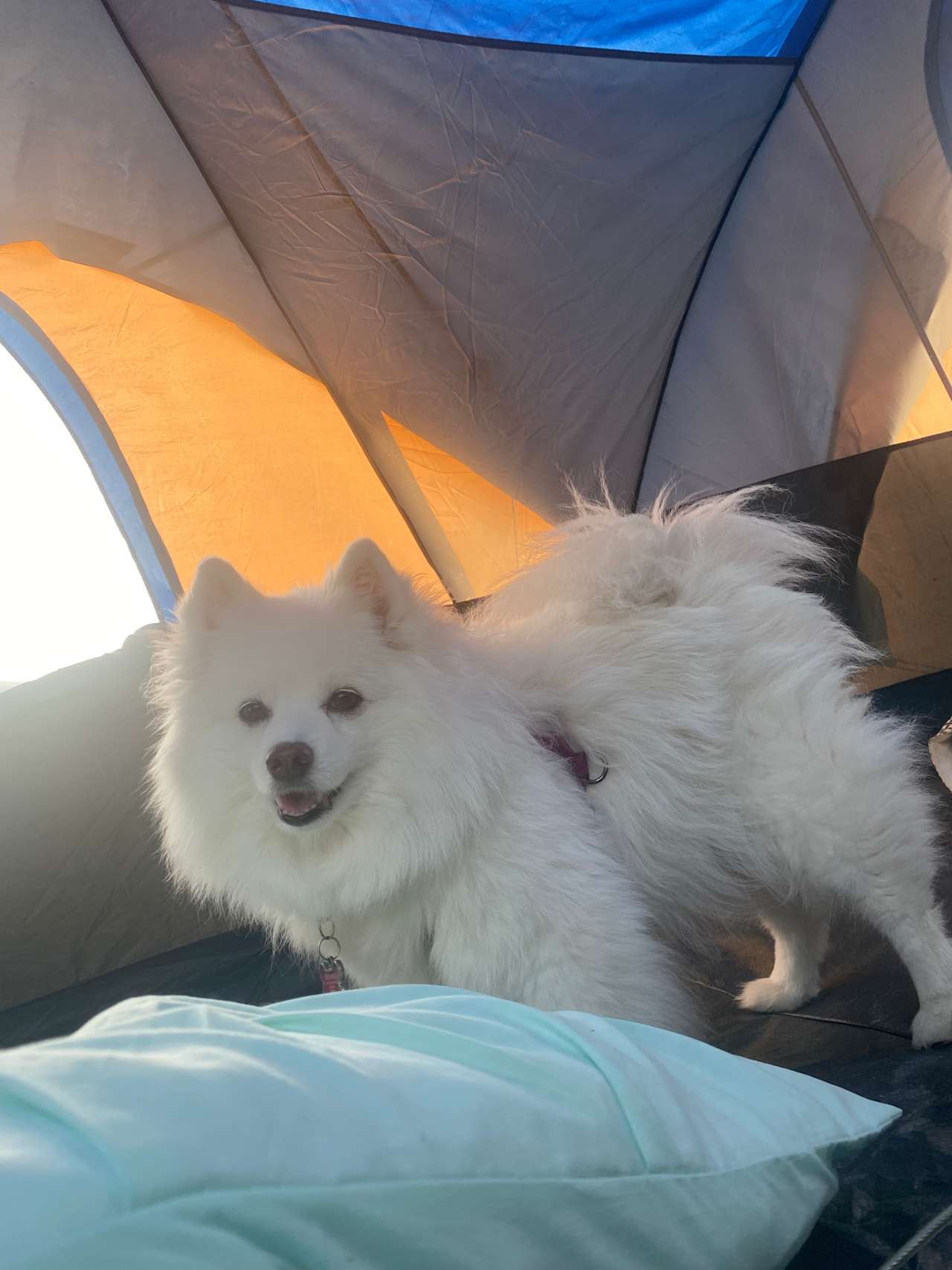 Snowie camper dog!