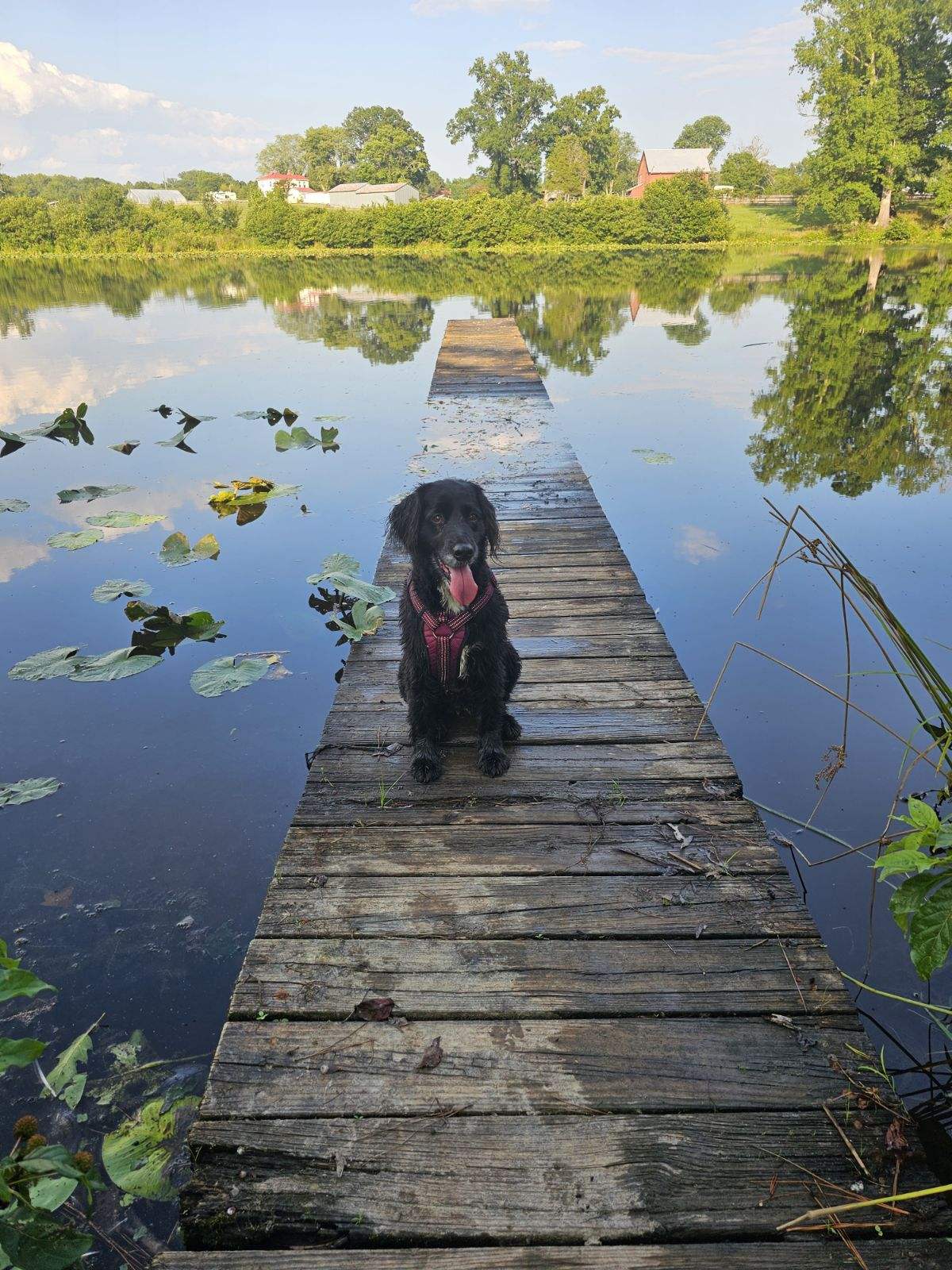 Sunrise by the Pond