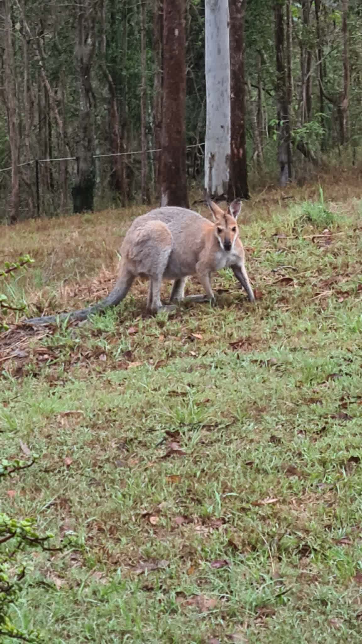 Koala Creek Camping