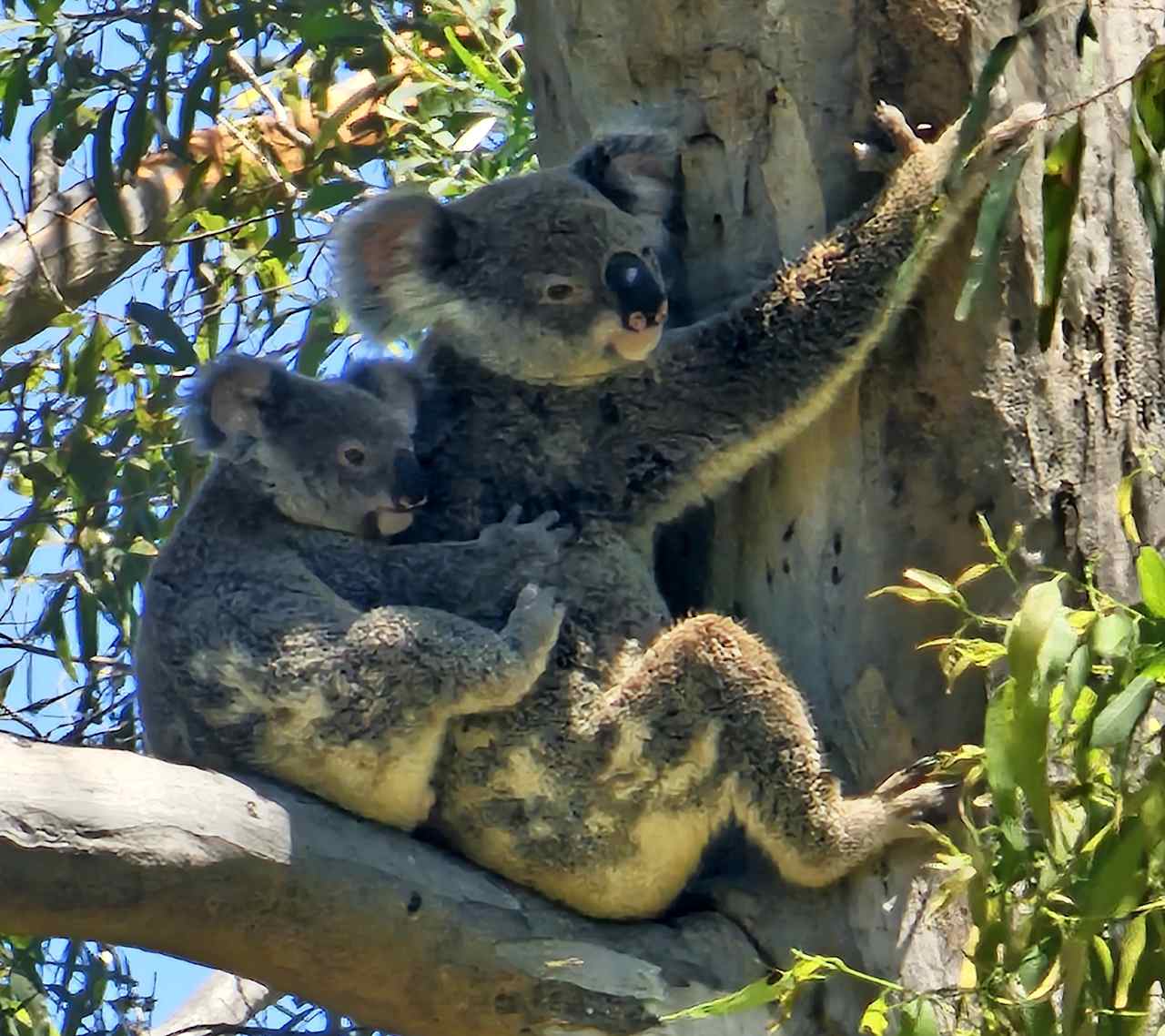 Koala Creek Camping