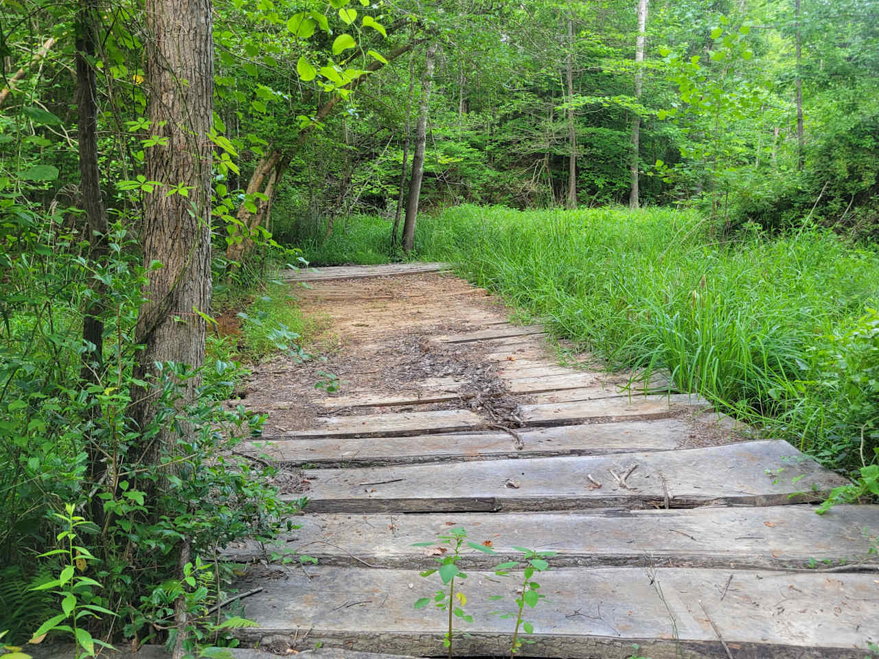 Many hiking trails on the property where you can see some amazing wildlife and take awesome photos.  I made this bridge myself.