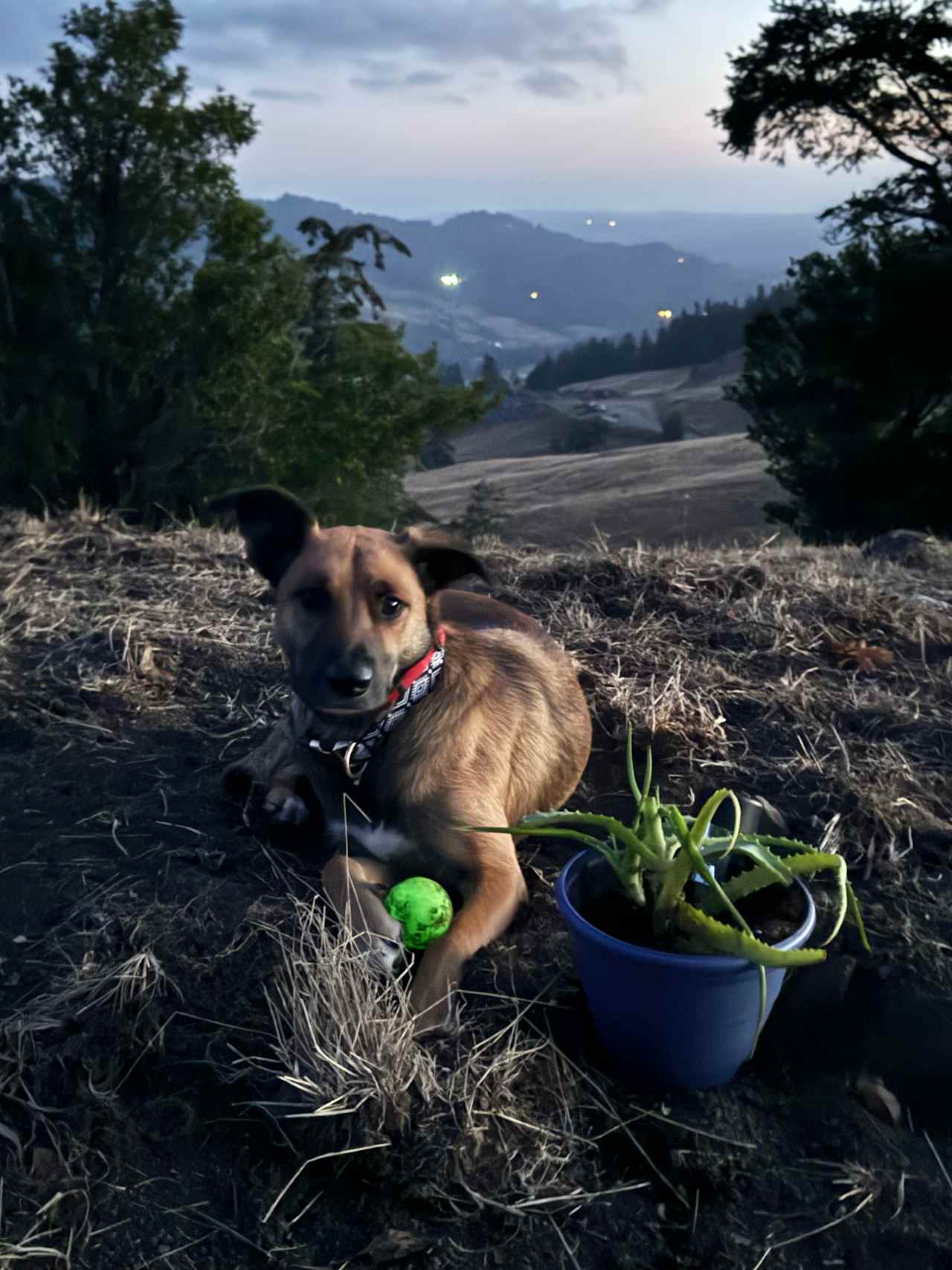 Pacific Pastures