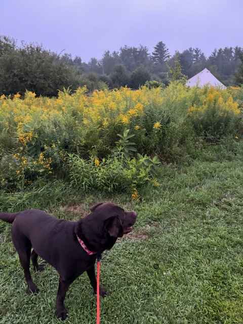 Diva enjoying the view