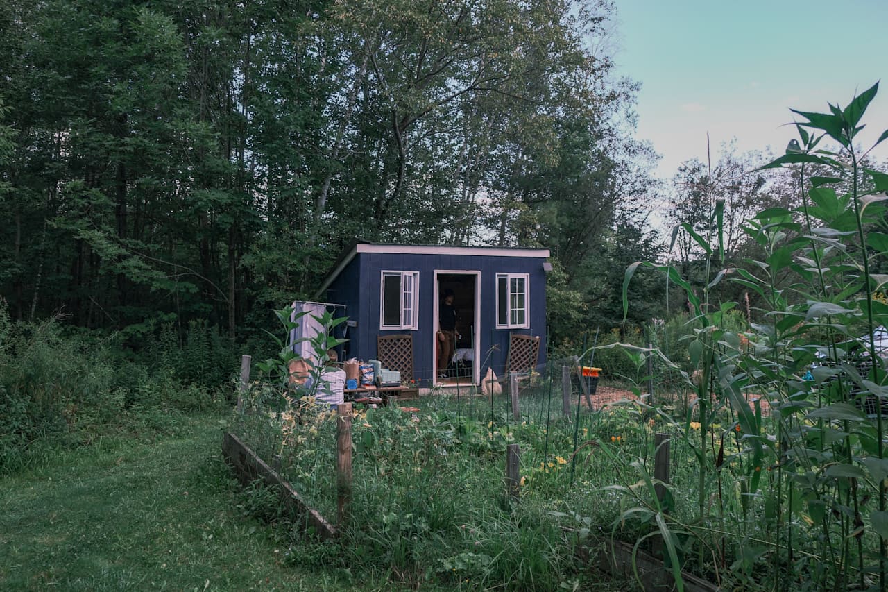 Tomato plants in front of the Hipshack